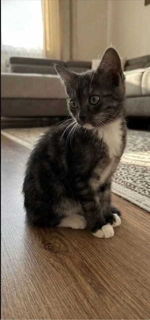 Ragdoll Mix Kätzchen