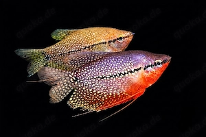 Mosaikfadenfisch Trichopodus leerii