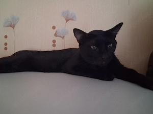 kater 1 jahr alt 