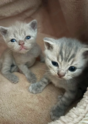 BKH Kitten Britisch Kurzhaar  
