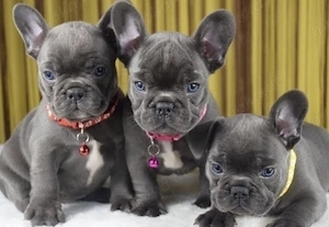 Französische Bulldoggen Welpen suchen ein schönes Zuhause 