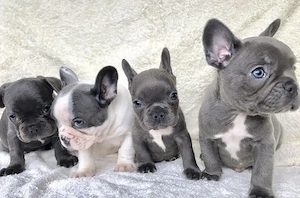 Französische Bulldoggen Welpen suchen ein schönes Zuhause 