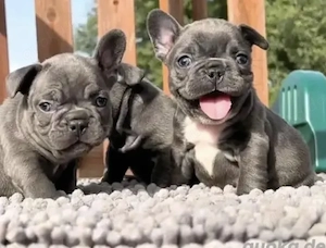 Französische Bulldoggen Welpen