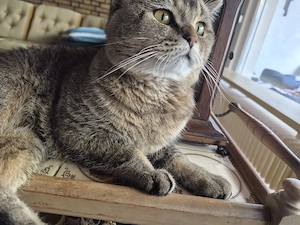 Liebevoller Britisch Kurzhaar Kater Mazlum sucht sein Für-immer-Zuhause