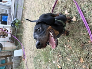 Balu (6Monate) sucht ein neues Zuhause
