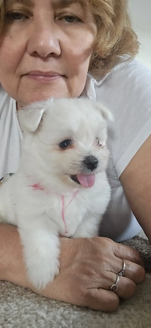 Süße Maltipom-Welpen (Maltese   Pomeranian) zu verkaufen!   