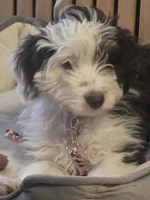 toy aussiedoodle Hündin 