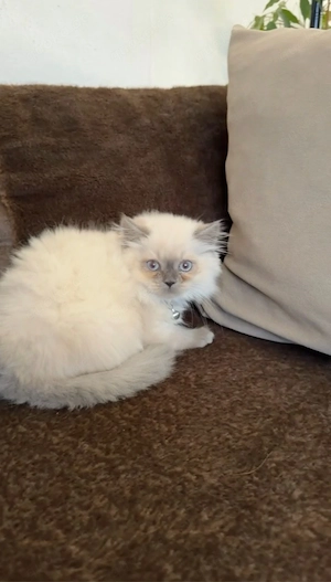 BKH Britisch Langhaar Kitten Bild 2