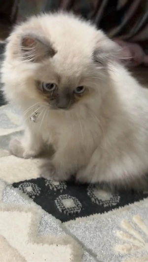 BKH Britisch Langhaar Kitten Bild 3