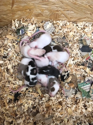 Wieder neue Farbmäuse 