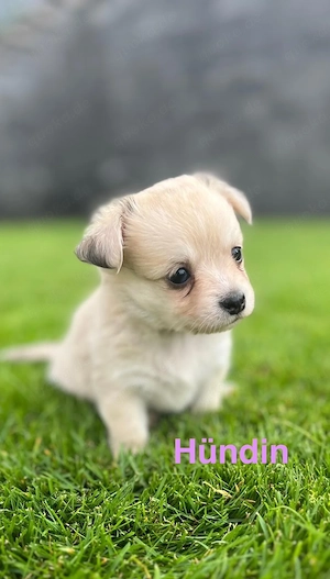 Chihuahua Welpen