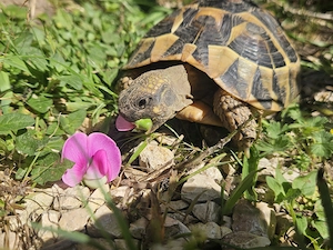 Fundschildkröte sucht Zuhause 