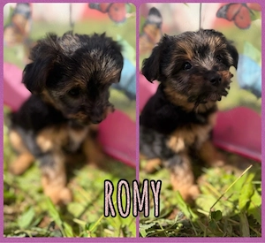 yorkshire terrier welpen mix