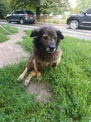 Rosa in NOT - sucht dringend Pflegestelle im Raum Berlin