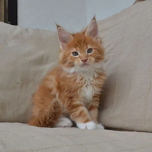 Prächtige reinrassige Maine-Coon-Kätzchen