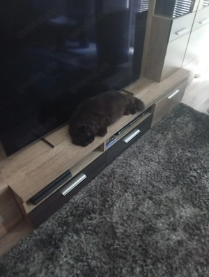Perserkater Senior 15 Jahre