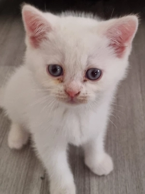Reinrassige Britisch-Kurzhaar katzen BKH