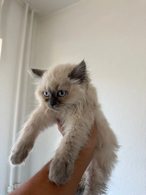 BKH Britisch Langhaar Kitten Bild 4