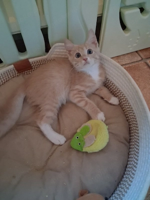 Maine Coon Kitten