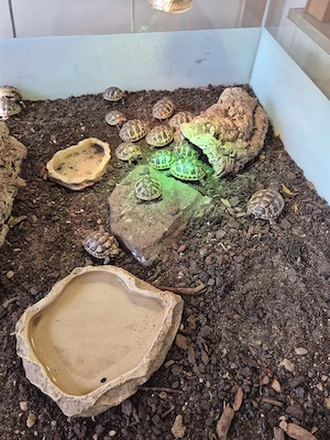 Landschildkröten kleine griechische und maurische Landschildkrötennachzuchten 2025