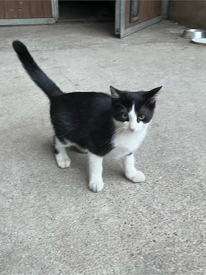 kleiner Kater schwarz-weiss Kätzchen Babykatze 