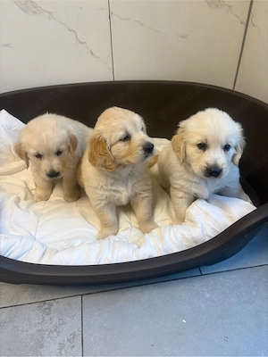 Golden Retriever Welpen