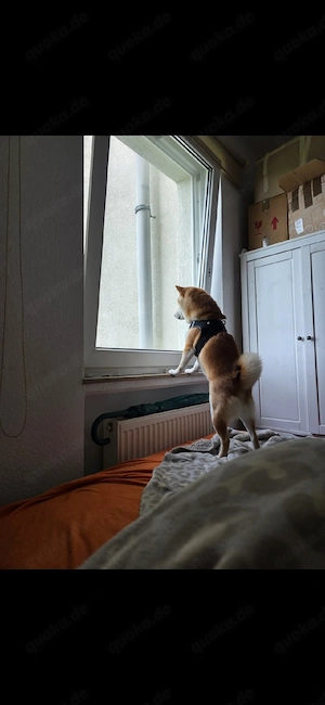 4 von 9 bezaubernden Dackel-Shiba-Inu-Mix-Welpen suchen liebevolle Familien       Bild 9