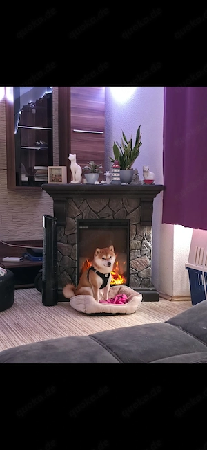 4 von 9 bezaubernden Dackel-Shiba-Inu-Mix-Welpen suchen liebevolle Familien       Bild 3