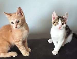 Zwei süße Katzenjungs suchen ein liebevolles Zuhause 