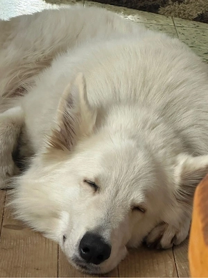 Toller weißer Schäferhund sucht neues Zuhause 