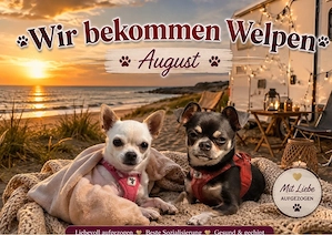 chihuahua welpen 