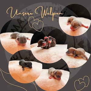 chihuahua welpen 