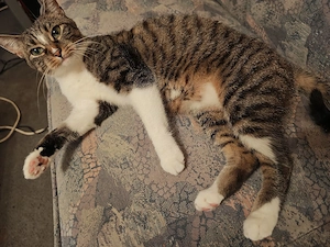 Liebevolle, junge Glückskatze (2 Jahre, reine Hauskatze) sucht ruhiges Zuhause