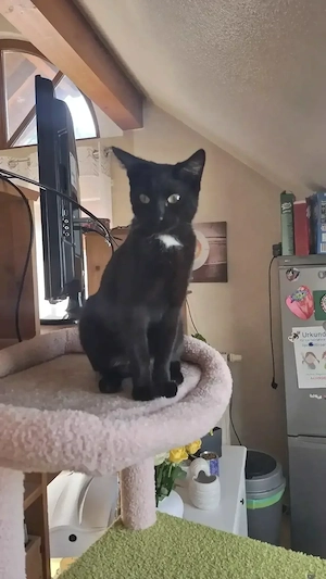 Orientalische Kurzhaar Katze Mix 