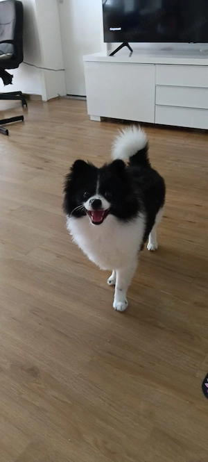 pomeranian spitz