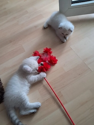 BKH Kitten