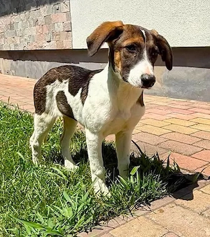 Jana, kleine Herzensmaus sucht ihre Familie