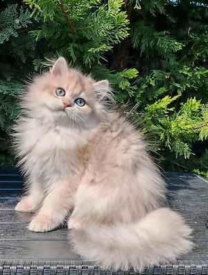 BKH BLH Kater in blue golden mit Stammbaum abholbereit 