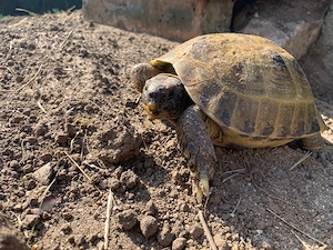 suche Vierzehenschildkröte weiblich 