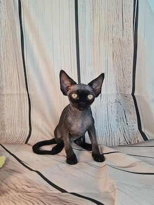 Buli Devon Rex Katerchen mit Papieren