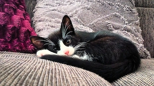 2 verspielte Kitten aus liebevoller Familienaufzucht - Baunatal