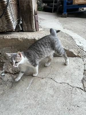 kleine Katze Kätzchen grau-weiss Babykatze