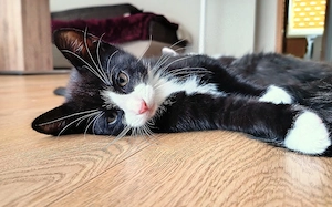 5 verspielte Kitten aus liebevoller Familienaufzucht - Baunatal