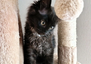 5 verspielte Kitten aus liebevoller Familienaufzucht - Baunatal
