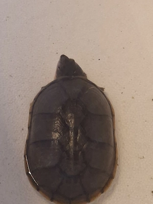 Wasserschildkröte