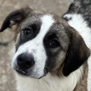 Lexya, geb. ca. 02 2025, lebt in GRIECHENLAND, im städt. Tierheim Serres