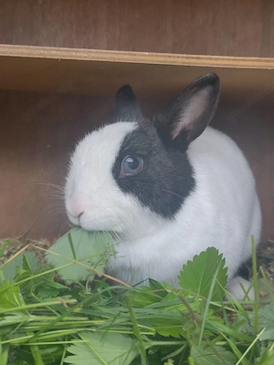 Zwergkaninchen Lucy sucht neues Zuhause