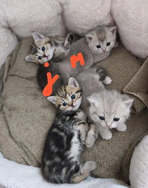 Wunderschöne BKH Kitten .Reservierung möglich 