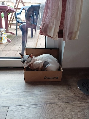 Sphynx Kater zu verkaufen 