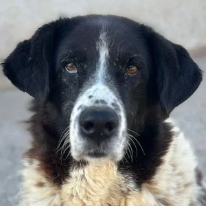 Tilda, geb. ca. 01 2020, lebt in GRIECHENLAND, im städt. Tierheim Serres 